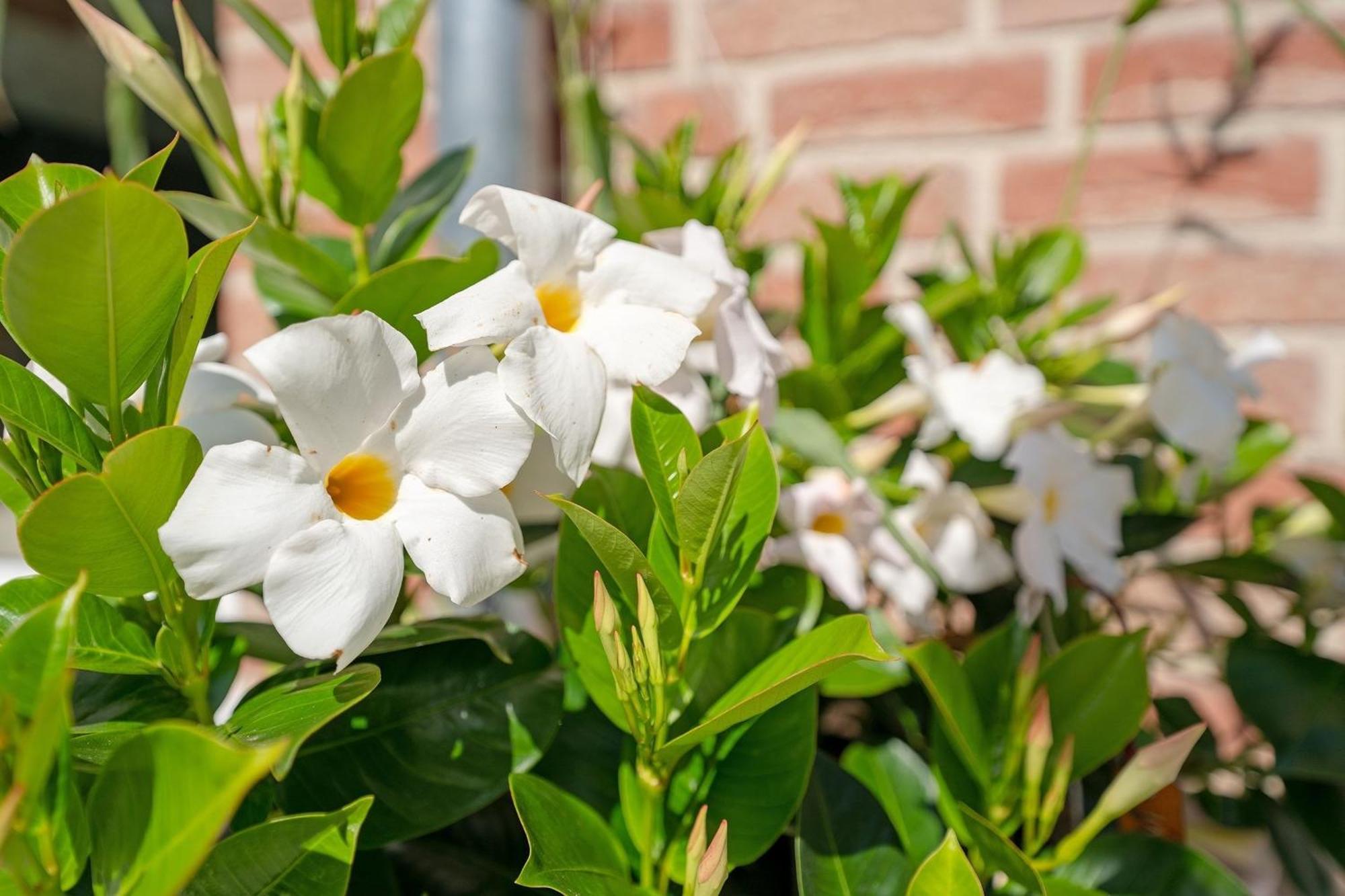 Ostseelaune 沙博伊茨 外观 照片